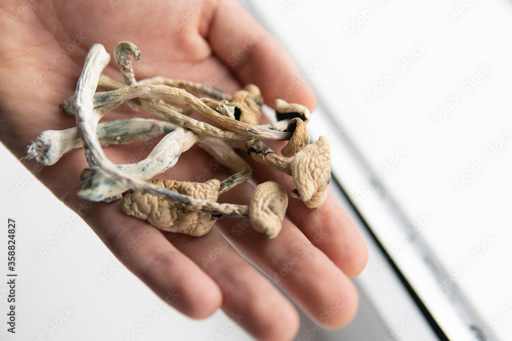 1000_F_358824827_fbEG4TxVnBFdCeZ61wh1Gz560Ax9Blog high quality albino amazoniam mushroom with distinctive white cap