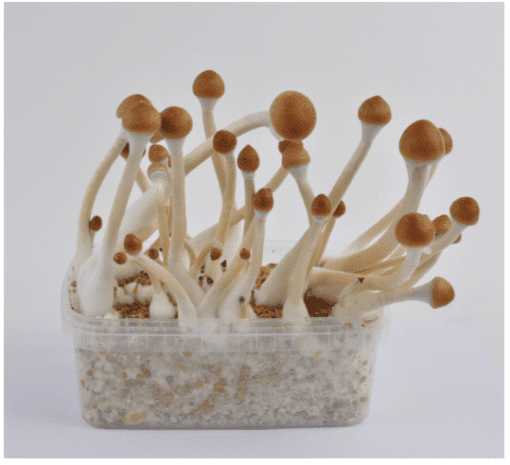 B-magic-growkit-510x465 B+ Magic Mushroom Grow Kit – Premium Psilocybe Cubensis Cultivation Box