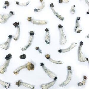 Psilocybe azurescens mushrooms growing on wood chips in a coastal dune environment