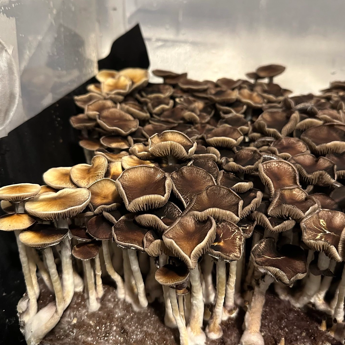 Golden-Mammoth-mushroom-spores-ITW-5 Cluster of mammoth mushrooms with large golden-brown caps and thick , white stems