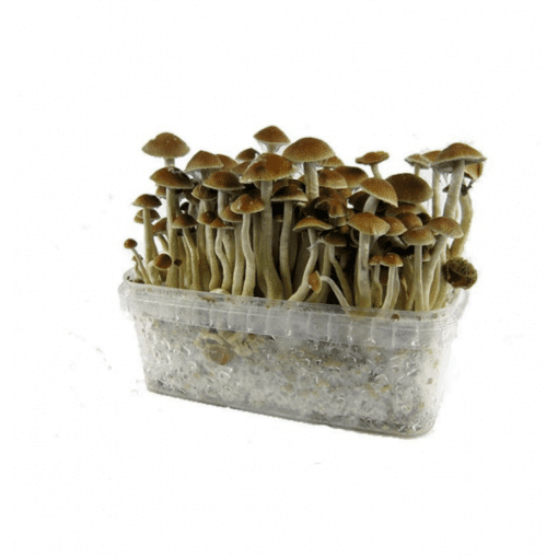 Mckennail-510x510 Freshness Mushrooms Grow Kit McKennaii – premium mushroom cultivation kit for sale