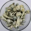 premium albino aromatic albino treasure coast mushroom