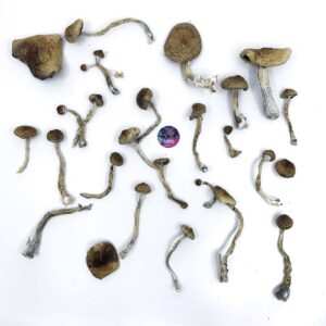 Shop Amazonian magic mushroom