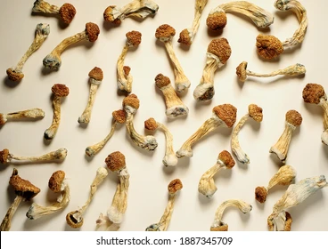dry-psilocybin-mushrooms-on-bright-260nw-1887345709 Dried wavy z mushroom with golden brown caps and white stems