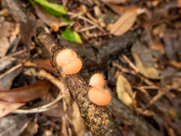 Hike through the rainforest of Costa Rica near Boca Tapada. Microscopic view of arenal volcano mushroom