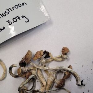 Dried Cambodian magic mushroom , showing their golden-brown cap and slender stems