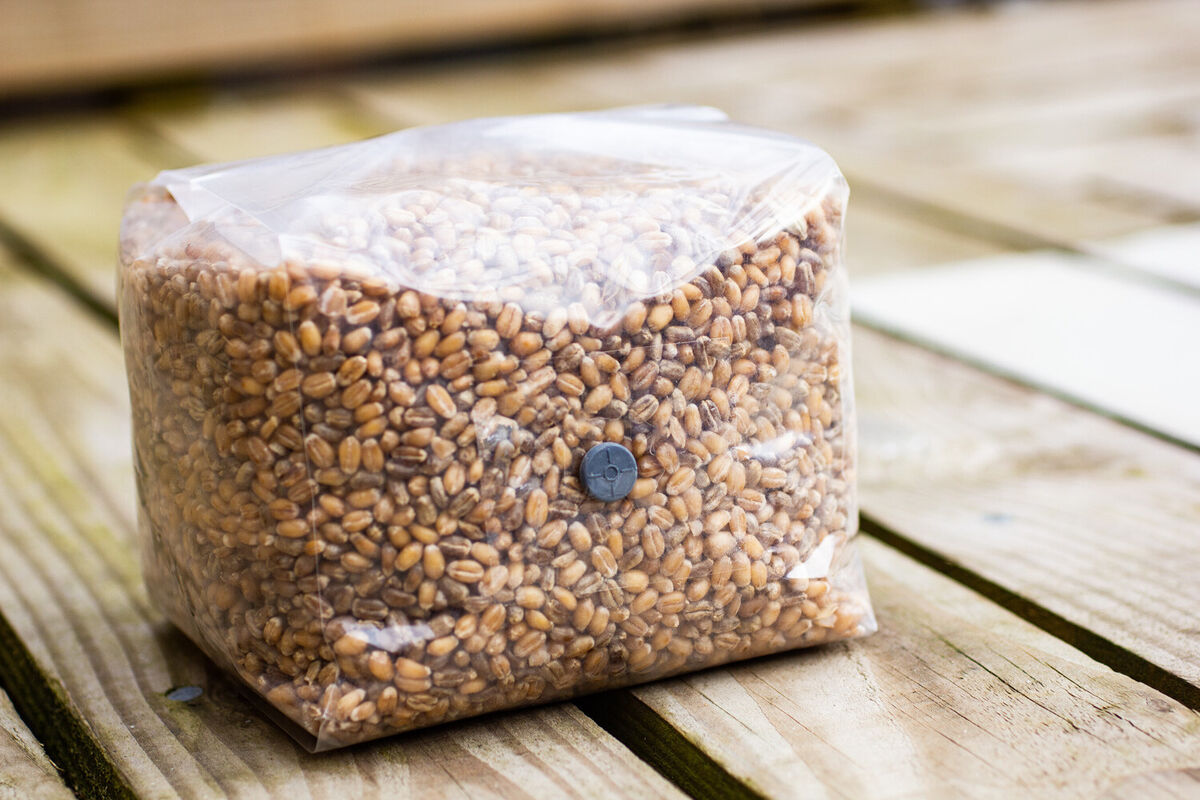 s-l1200 Sterile grain bag for mushroom cultivation – pre-sterilized substrate ready for inoculation” 1600kg